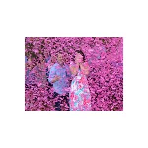Cinsiyet Partisi 1 Adet Pembe Konfeti Cinsiyet Belirleme Konfetisi Gender Reveal Kız Mı Erkek Mi